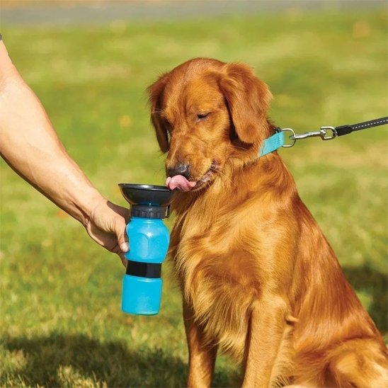 Gourde pour chien qui boit dehors parc