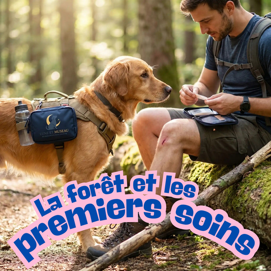 Chien en forêt portant un harnais avec trousse de premiers soins attachée, prêt pour la randonnée