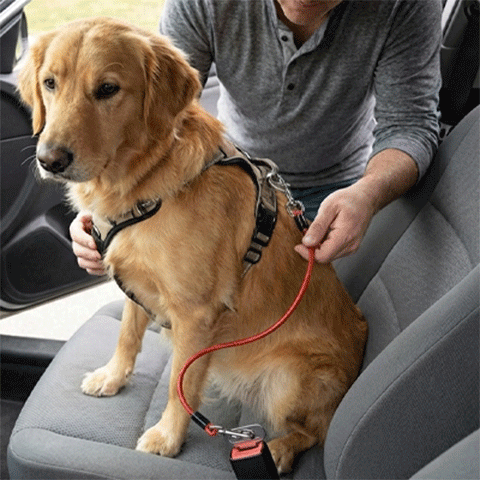 Ceinture sécurité chien voiture homologuée attache harnais ceinture de sécurité trajet route protection 6 – Lune et Museau