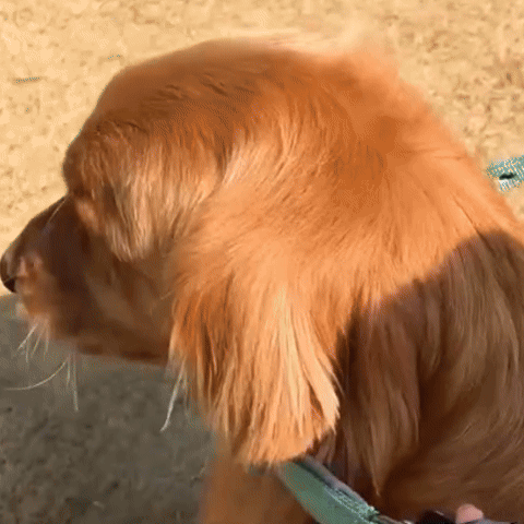Collier chien robuste élégant réglable résistant promenade ville campagne – vue 6 – Lune et Museau