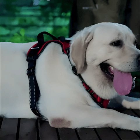 Harnais chien confort sécurité anti-traction sangles ajustables promenade 8 – Lune et Museau
