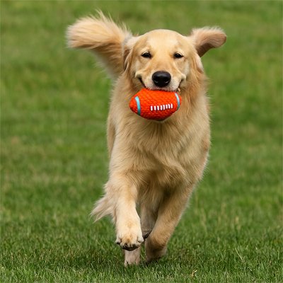 BalBalle pour chien ultra rebondissante jeux extérieur fetch résistante mâchoire 4 – Lune et Museaule pour Chien court sur gazon 