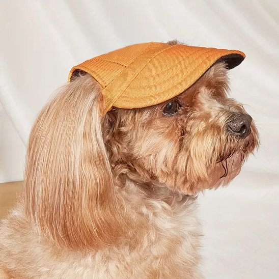 Casquette chien​ jaune-orange