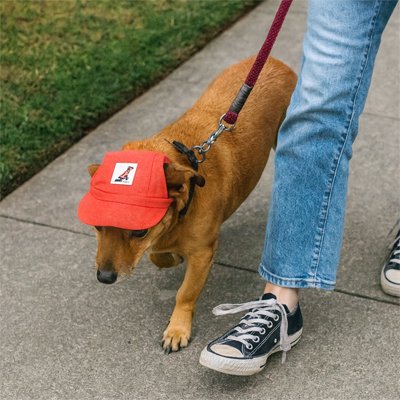 Casquette chien​ marche laisse