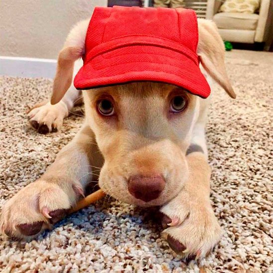Casquette chien​ rouge sur un bebe chien
