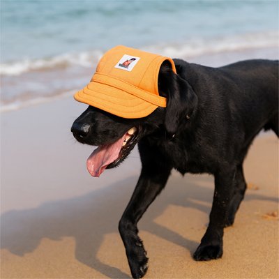 Casquette chien​ sur plage soleil