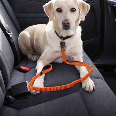 Ceinture de sécurité pour chien | attache harnais ajustable pour trajet en voiture – Lune et Museau