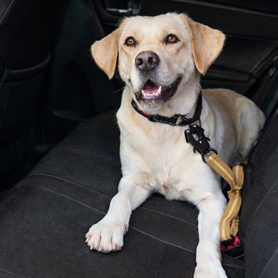 Ceinture de sécurité pour chien ajustable confort voyage voiture – Lune et Museau