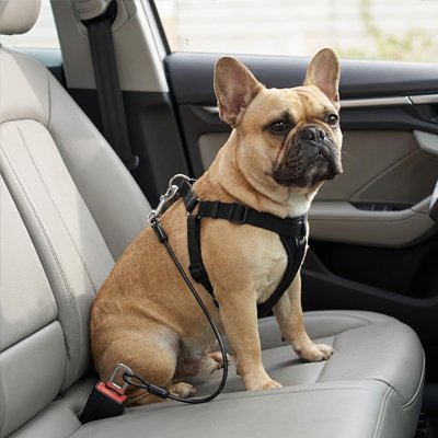 Ceinture sécurité chien voiture homologuée attache harnais ceinture de sécurité trajet route protection – Lune et Museau