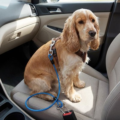 Ceinture sécurité chien voiture homologuée attache harnais ceinture de sécurité trajet route protection 2 – Lune et Museau