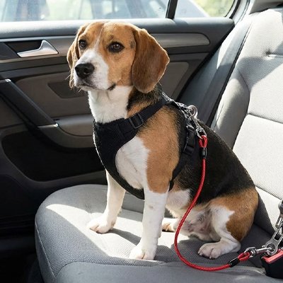Ceinture sécurité chien voiture homologuée attache harnais ceinture de sécurité trajet route protection 4 – Lune et Museau