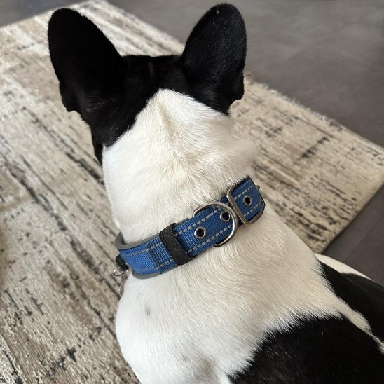Collier chien robuste élégant réglable résistant promenade ville campagne – vue 4 – Lune et Museau