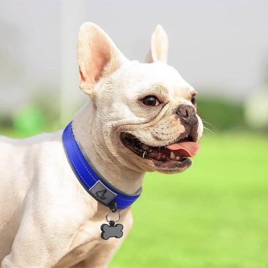 Collier chien robuste élégant réglable résistant promenade ville campagne – vue 3 – Lune et Museau