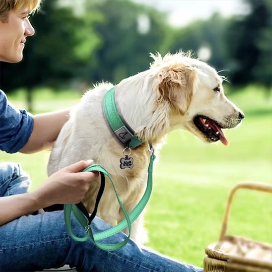 Collier chien robuste élégant réglable résistant promenade ville campagne – Lune et Museau