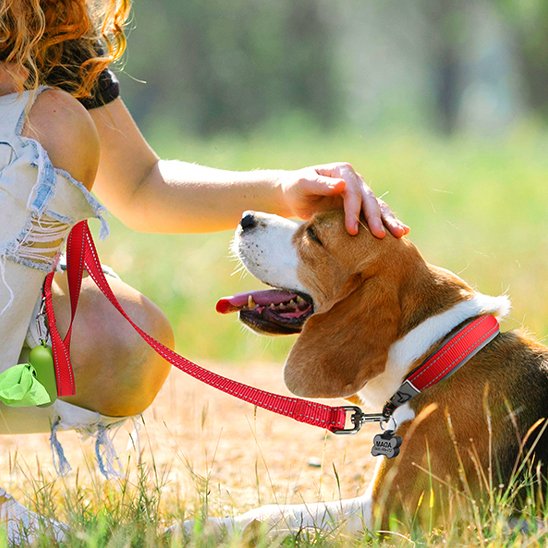 Collier chien robuste élégant réglable résistant promenade ville campagne – vue 2 – Lune et Museau