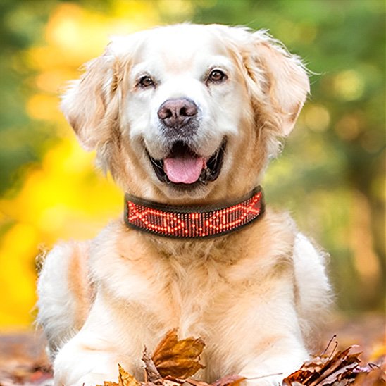 Collier lumineux chien avec chien couché au sol