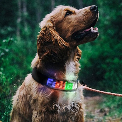 Collier lumineux chien  avec laisse 