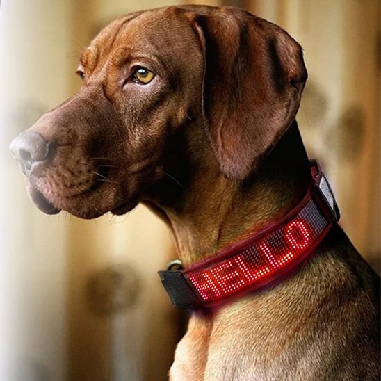Collier lumineux chien avec lettrage 