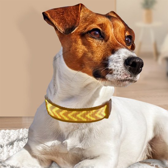 Collier lumineux chien avec lettre