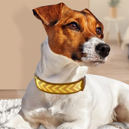 Collier lumineux chien avec lettre