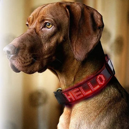 Collier lumineux chien chien lettrage collé
