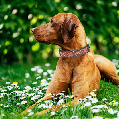 Collier lumineux chien couché fleurs