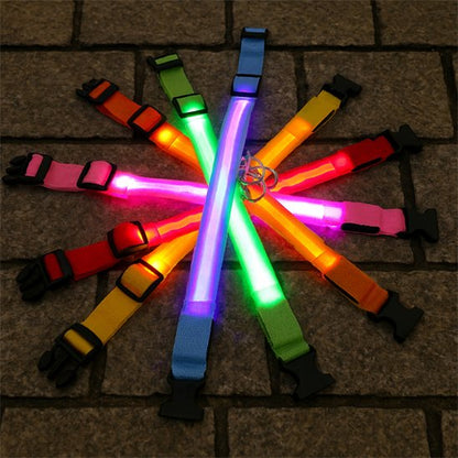 Collier lumineux pour chien différentes couleurs
