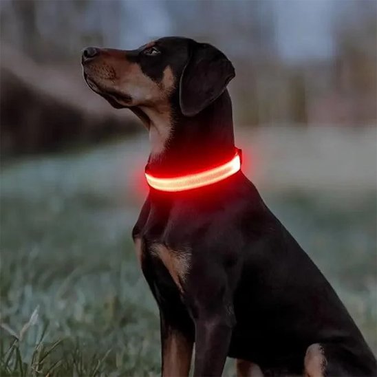 Collier lumineux pour chien rouge lumineux soir