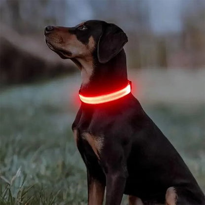 Collier lumineux pour chien rouge lumineux soir