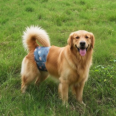 Couche pour chien | Absorbante et confortable – vue 3 – Lune et Museau