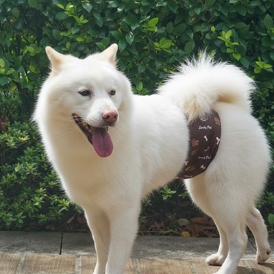 Couche pour chien | Absorbante et confortable – Lune et Museau