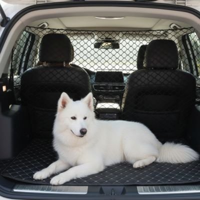 Filet voiture chien assied derrière coffre
