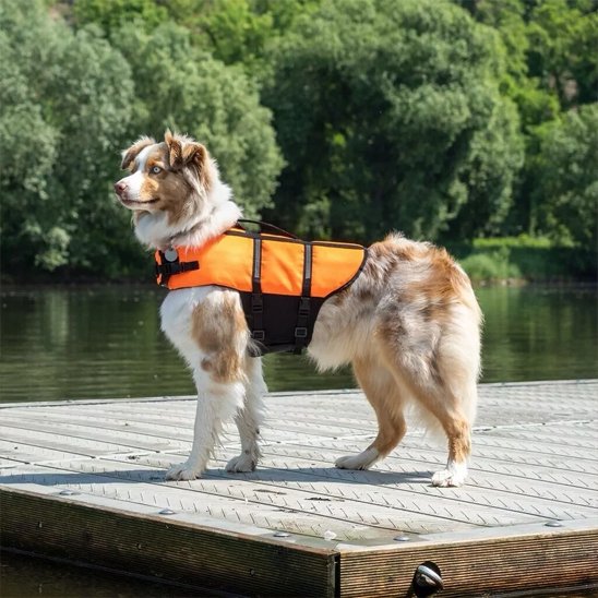 Gilet de sauvetage Chien bord de la îscine