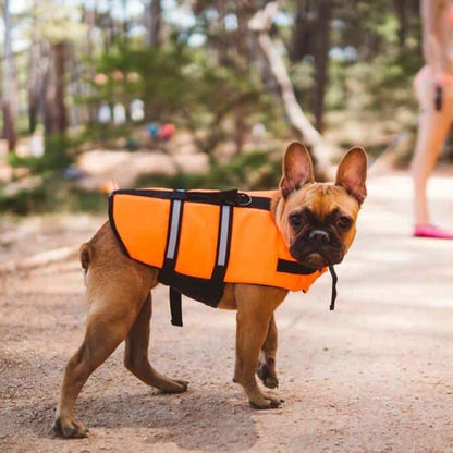 Gilet de sauvetage Chien bord de la mer