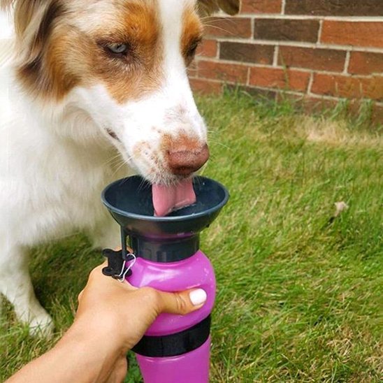 Gourde pour chien​ qui boit dehors parc