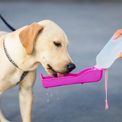 Gourde pour Chien