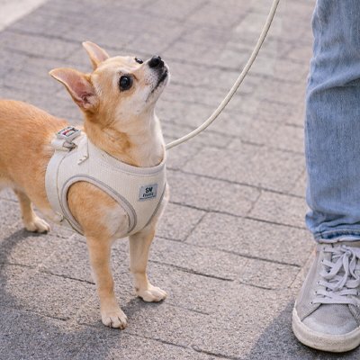 Harnais chiot | Confort & Sécurité – vue 4 – Lune et Museau