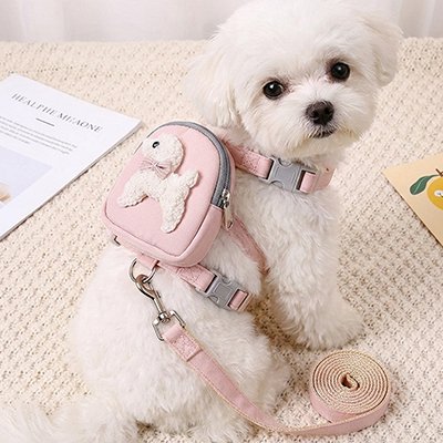 Harnais pour chien sur un petit chien 