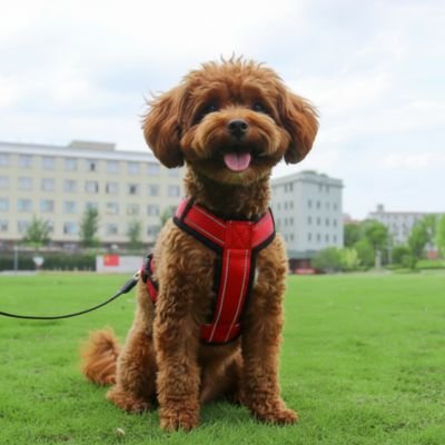 Harnais pour petit Chien parc gazon