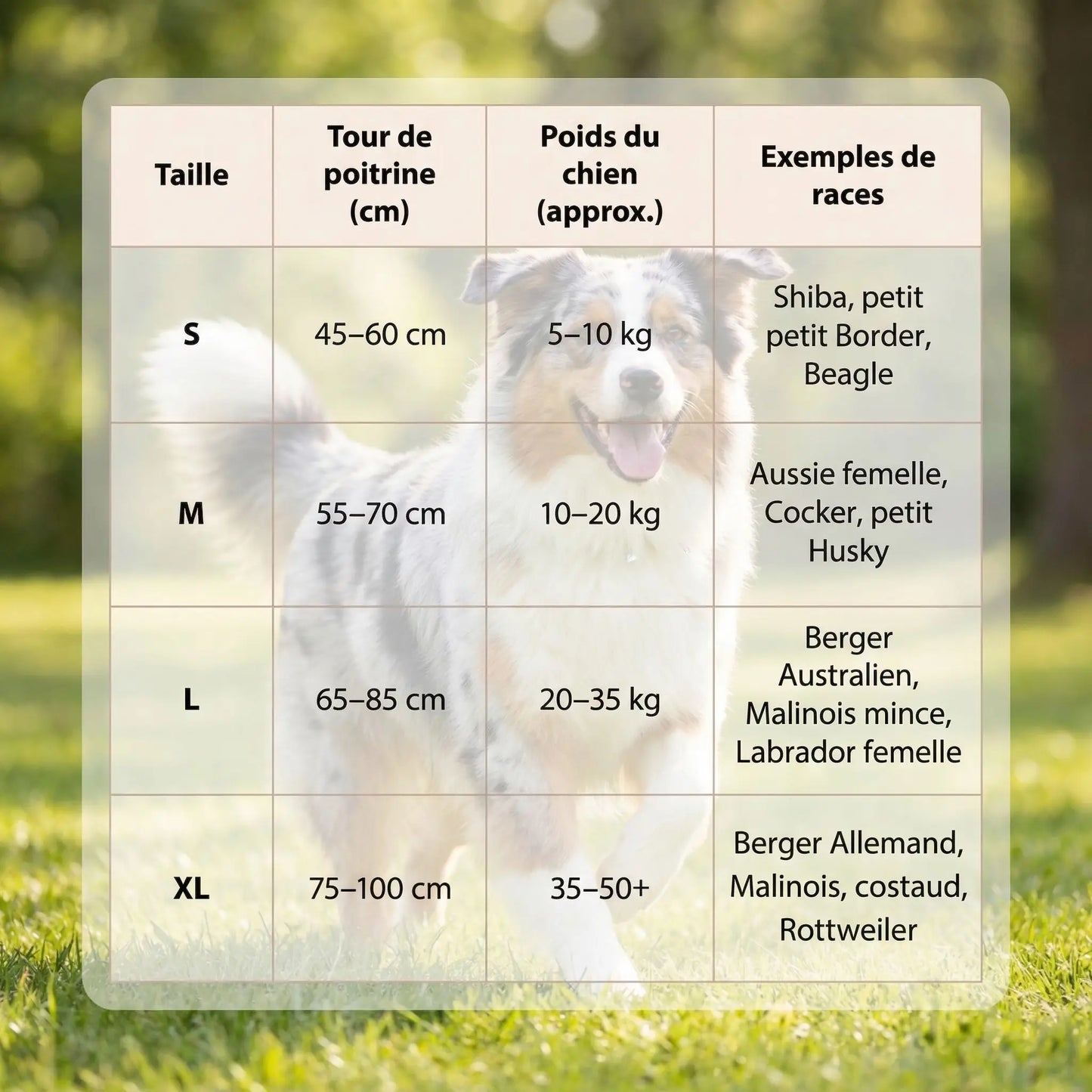 Harnais chien confort sécurisé sangles ajustables anti-traction promenade – vue 7 – Lune et Museau