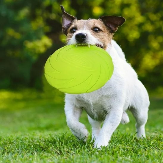Frisbee pour chien DurActive résistant jeux extérieurs lancer fetch  2 – Lune et Museau