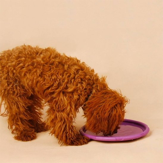 Frisbee pour chien DurActive résistant jeux extérieurs lancer fetch 5– Lune et Museau