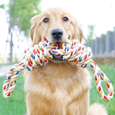 Jouet pour chien dans sa gueule assied dehors attend son maître