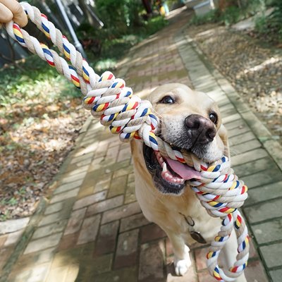 Jouet pour chien qui tire et joue avec son maître